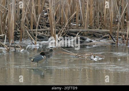 Paar Grünflügelteal, Anas carolinensis, im Winter Stockfoto