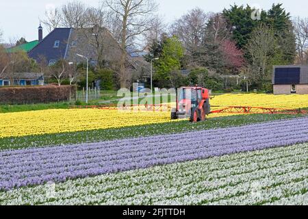 Traktor sprüht im Frühjahr über bunte Tulpen und Hyazinthen im holländischen Tulpenfeld bei Alkmaar, Nordholland / Noord-Holland, Niederlande Stockfoto