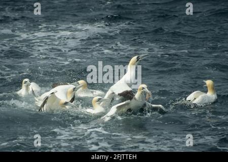 Tölpel mit gefangenem Fisch Sula bassana Nordsee UK BI004931 Stockfoto