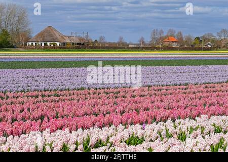 Holländisches Bauernhaus mit Strohdach und Feld mit bunten Hyazinthen im Frühjahr in der Nähe von Alkmaar, Nordholland / Noord-Holland, Niederlande Stockfoto