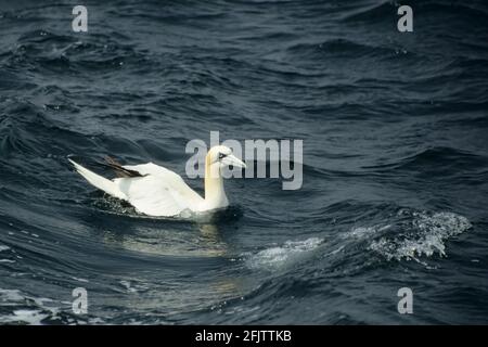 Gannet sitzt auf dem Meer Sula bassana Nordsee UK BI004932 Stockfoto