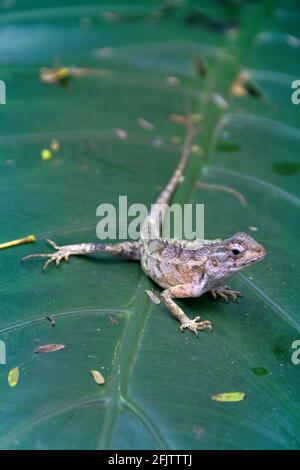 Indische Blutsauger (Common Garden Lizard, Calotes versicolor, weibliche Winterfarbe) aus dem immergrünen Regenwald Sri Lankas Stockfoto