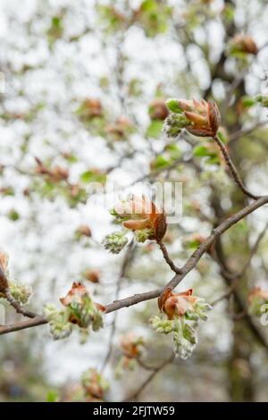 Aufstrebende Knospen im Botanischen Garten Zagreb (Botanički vrt U Zagrebu), Zagreb, Kroatien Stockfoto