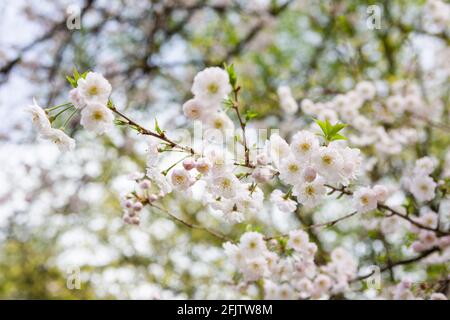Kirschblüte im Botanischen Garten Zagreb (Botanički vrt U Zagrebu), Zagreb, Kroatien Stockfoto