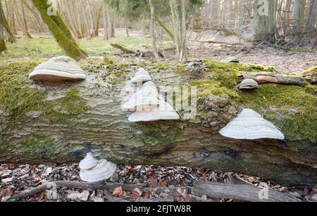 Polyporen auf einem toten Baumstamm in einem Wald. Stockfoto