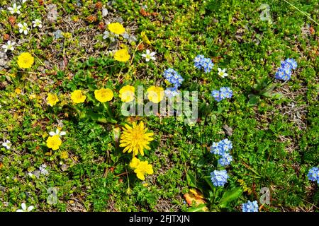 In den Wiesengemeinden dominieren alpines Zimtöl (Potentilla crantzii), alpines Vergissmeinnicht (Myosotis alpestris) und Cerastium. Obere Grenze von Alpine Stockfoto