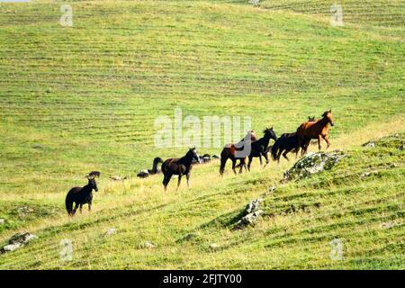 Eine Horde auf einer Alm Stockfoto