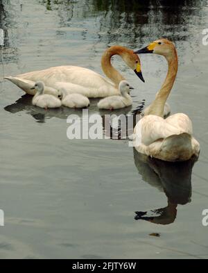 BEWICK SCHWÄNE MIT IHREM SYGNETS IM LONDONER FEUCHTGEBIET IN BARNES. Stockfoto