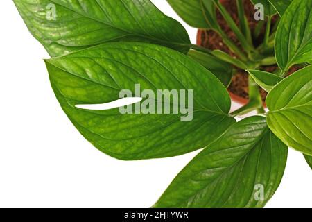 Blatt von juveniler exotischer 'Monstera Pinnatipartita'-Zimmerpflanze auf weißem Hintergrund Stockfoto