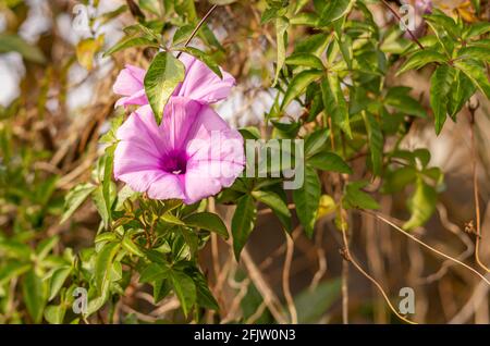 Nahaufnahme einer violetten Ipomoea cairica, auch Strandmondblume genannt, und vielen anderen Namen. Stockfoto