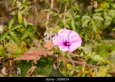 Nahaufnahme einer violetten Ipomoea cairica, auch Strandmondblume genannt, und vielen anderen Namen. Stockfoto