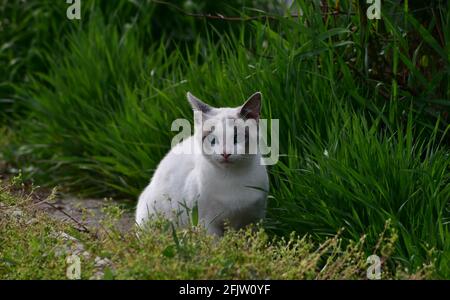 Katze mit blauen Augen. Schöner Tag im Garten. Stockfoto