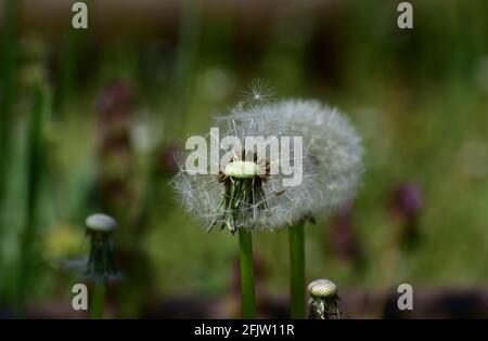 Vom Wind geblasene Dandelion. Foto auf dem Feld aufgenommen. Stockfoto