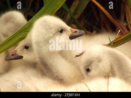 BEWICK SCHWÄNE MIT IHREM SYGNETS IM LONDONER FEUCHTGEBIET IN BARNES. Stockfoto