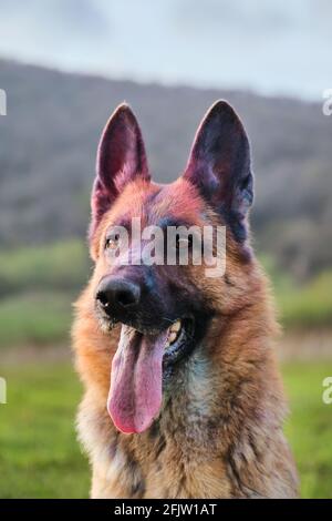 Porträt des deutschen Schäfers mit holi-Farbfarben aus nächster Nähe. Ein Hund auf dem Fest der trockenen bunten indischen Farben. Charmantes, vielfarbiger Blick auf eine Stockfoto