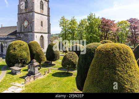 St Marys Kirche mit einigen seiner 99 Eibenbäume in der Cotswold Dorf Painswick, Gloucestershire UK Stockfoto