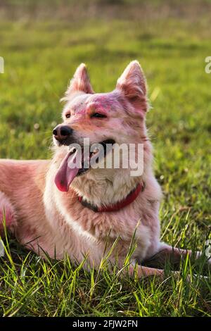 Portrait eines halbbrütsigen weißen Schweizer Schäfers mit holi-farbigen Farben auf der Schnauze aus nächster Nähe. Hund auf dem Festival der trockenen bunten indischen Farben in Stockfoto