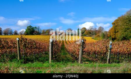 Hambledon, Großbritannien - 5. November 2020: Herbstfarben auf dem Weinberg in Hambledon, Hampshire, Großbritannien Stockfoto