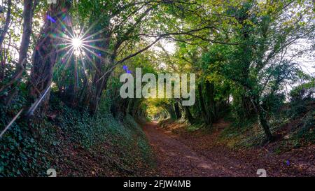 Halnaker, Großbritannien - 13. November 2020: Herbstbäume und Farben im Baumtunnel an der römischen Straße Stane Street in der Nähe von Halnaker, West Sussex Stockfoto