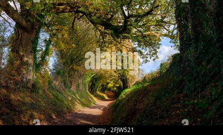 Halnaker, Großbritannien - 13. November 2020: Herbstbäume und Farben im Baumtunnel an der römischen Straße Stane Street in der Nähe von Halnaker, West Sussex Stockfoto