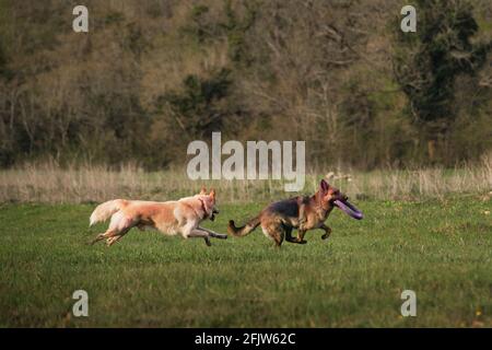 Deutscher Schäferhund und Halbbrüte weiße Schweizer Schäferhund laufen schnell beim Lichtung auf dem grünen Gras und spielen zusammen. Gehen und spielen Sie mit zwei Hunden in der gres Stockfoto