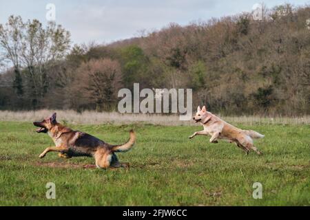 Deutscher Schäferhund und Halbbrüte weiße Schweizer Schäferhund laufen schnell beim Lichtung auf dem grünen Gras und spielen zusammen. Gehen und spielen Sie mit zwei Hunden in der gres Stockfoto