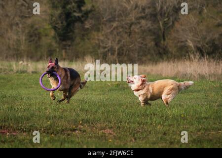 Deutscher Schäferhund und Halbbrüte weiße Schweizer Schäferhund laufen schnell beim Lichtung auf dem grünen Gras und spielen zusammen. Gehen und spielen Sie mit zwei Hunden in der gres Stockfoto