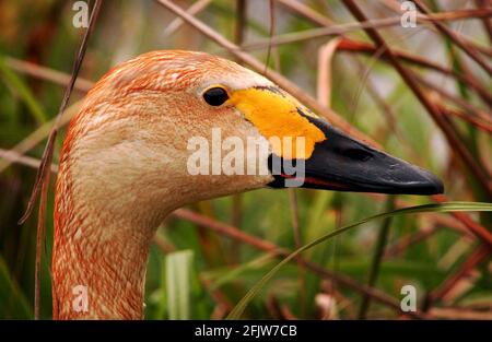 BEWICK SCHWÄNE MIT IHREM SYGNETS IM LONDONER FEUCHTGEBIET IN BARNES. Stockfoto