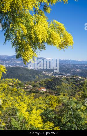 Frankreich, Var, Tanneron, gehocktes Dorf, umgeben von einem Wald aus Mimosen Stockfoto