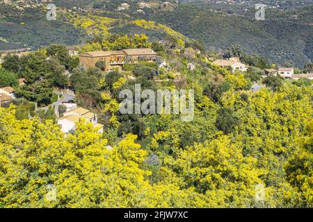 Frankreich, Var, Tanneron, gehocktes Dorf, umgeben von einem Wald aus Mimosen Stockfoto