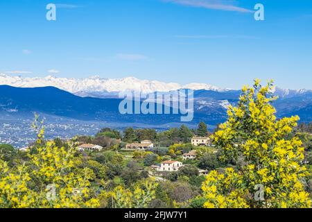 Frankreich, Var, Tanneron, hochgezogenes Dorf, umgeben von einem Wald aus Mimosen, die schneebedeckten südlichen Alpen im Hintergrund Stockfoto