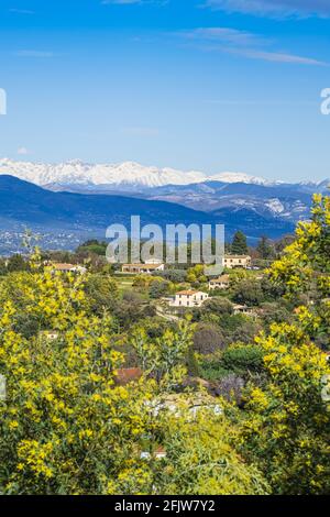 Frankreich, Var, Tanneron, hochgezogenes Dorf, umgeben von einem Wald aus Mimosen, die schneebedeckten südlichen Alpen im Hintergrund Stockfoto