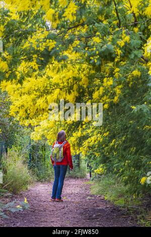 Frankreich, Alpes-Maritimes, Theoule-sur-Mer, Departementpark Pointe de l'Aiguille, Wanderung auf dem Wanderweg GR 653A in Richtung Santiago de Compostela Stockfoto