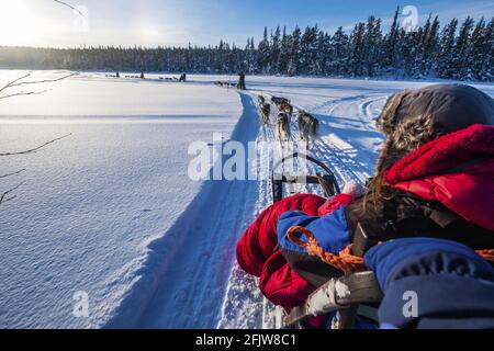 Schweden, Lappland, Kiruna, Laxforsen Hundeschlitten Stockfoto