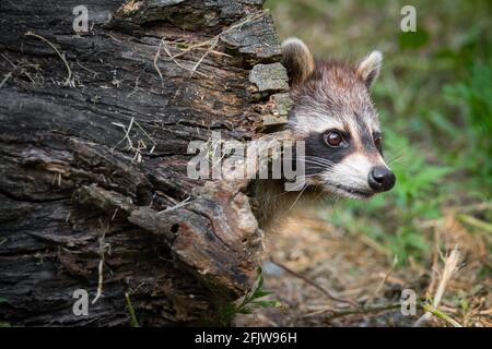 Ein Waschbär stochelt seinen Kopf aus einem hohlen Baumstamm im Rouge National Ubran Park in Scarborough, Ontario. Stockfoto