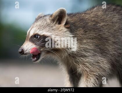 Ein Waschbär leckt sich die Lippen nach einem leckeren Leckerbissen im Lynde Shores Conservation Area in Whitby, Ontario Stockfoto