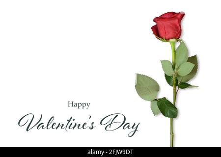 Happy Valentines Day Karte mit einzelner roter Rose isoliert auf Weißer Hintergrund Stockfoto
