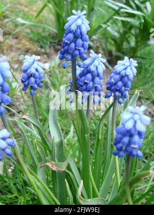 Blaue Muscari, sort Ocean Magic, Armeniacum Viola. Viele blaue Muscari-Blüten in Grün. Frühling Muscari Hyazinthe Blumen. Wunderschöner blauer Frühlingsurlaub n Stockfoto