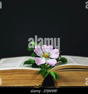 Kondolenzkarte mit offenem Buch und wilder Rose auf Schwarz Hintergrund Stockfoto