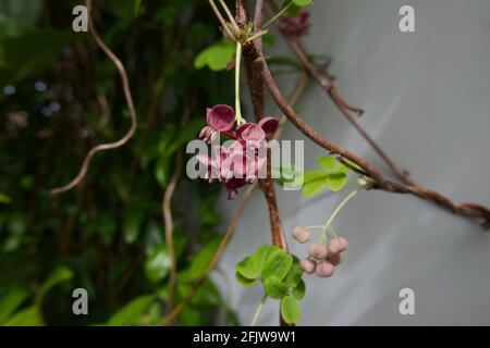 Nahaufnahme von Schokoladenrebe oder akebia quinata mit Grünes Laub Stockfoto