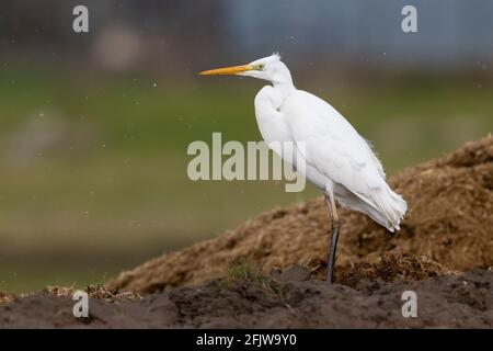 Silberreiher (Ardea alba), Seitenansicht eines Individuums im Wintergefieder, Kampanien, Italien Stockfoto