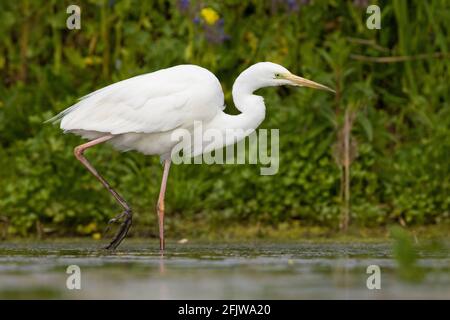 Großer Reiher (Ardea alba), Seitenansicht eines Erwachsenen, der in einem Teich spazierengeht, Kampanien, Italien Stockfoto