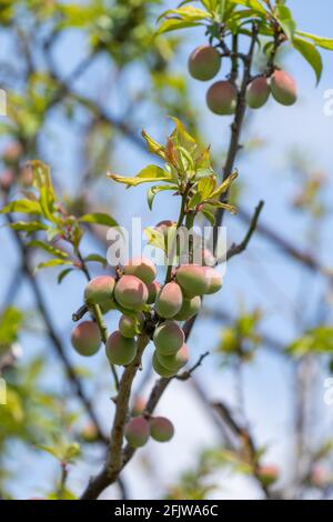 Unreife japanische Pflaumenfrüchte, Stadt Isehara, Präfektur Kanagawa, Japan Stockfoto