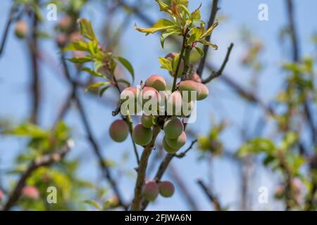 Unreife japanische Pflaumenfrüchte, Stadt Isehara, Präfektur Kanagawa, Japan Stockfoto