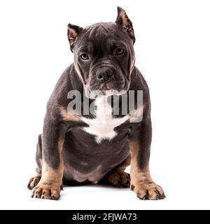 Ein Welpe der American Bully Rasse der tricolor Farbe. Eine neu geschaffene Begleithund Rasse in den Vereinigten Staaten. Isoliert auf weißem Hintergrund, c Stockfoto