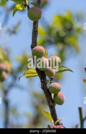 Unreife japanische Pflaumenfrüchte, Stadt Isehara, Präfektur Kanagawa, Japan Stockfoto