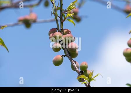 Unreife japanische Pflaumenfrüchte, Stadt Isehara, Präfektur Kanagawa, Japan Stockfoto