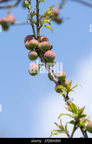 Unreife japanische Pflaumenfrüchte, Stadt Isehara, Präfektur Kanagawa, Japan Stockfoto