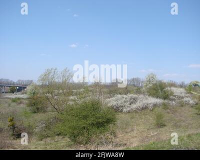 Die weißen Blüten auf dem Ast, der Schwarzdorn in der Blüte im frühen Frühling Stockfoto