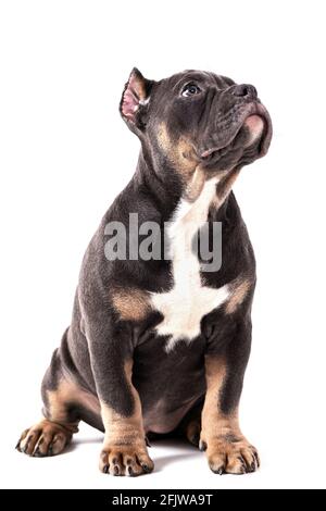 Ein Welpe der American Bully Rasse der tricolor Farbe. Eine neu geschaffene Begleithund Rasse in den Vereinigten Staaten. Isoliert auf weißem Hintergrund, c Stockfoto